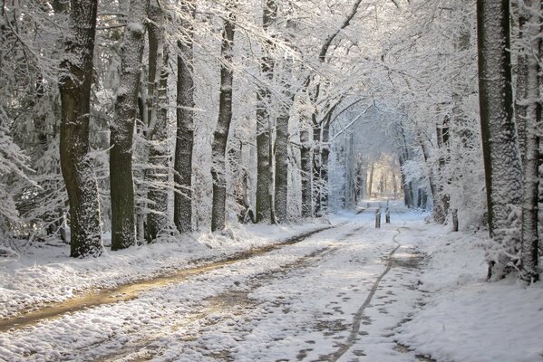 Thawing on the park road