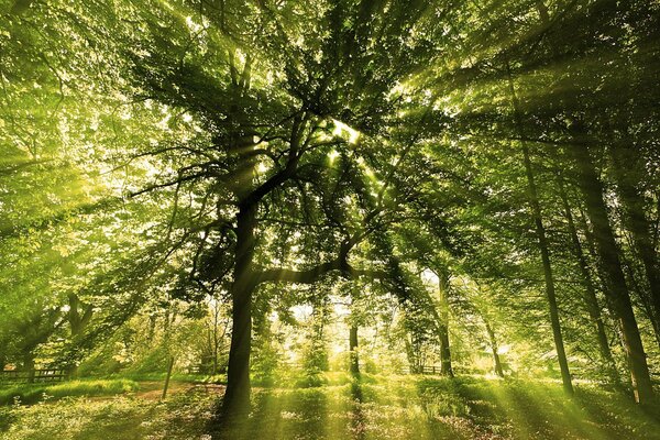 Lumière des arbres rayons du soleil