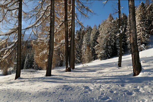 Winter slope in a snow-covered forest