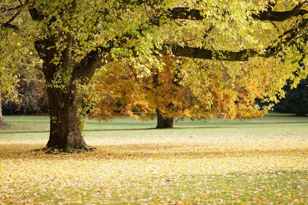 El otoño llegó con colores brillantes