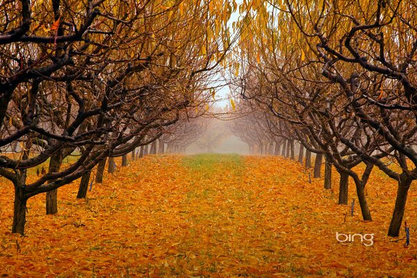 Colombie-britannique, Canada, vallée de l Okanagan