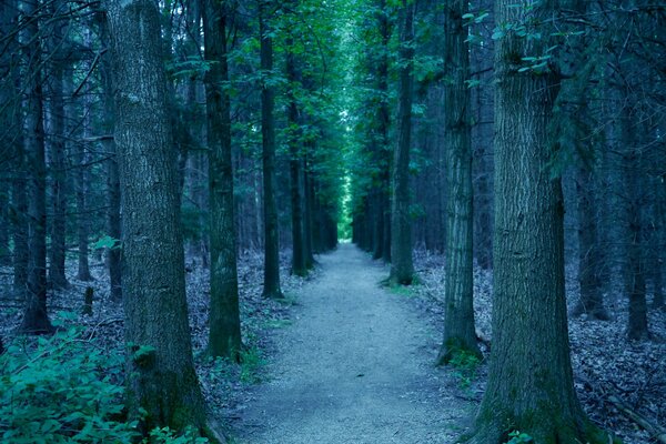 Camino del bosque a la luz