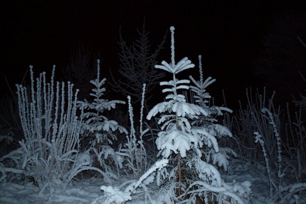 Noche en el bosque, foto del bosque de invierno