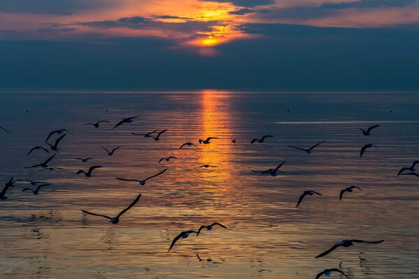 Seagulls on the background of sunset and Swiss lake