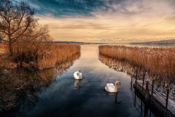 Los cisnes se preparan para el invierno y nadan en el río