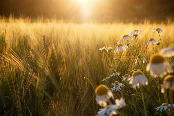 Roggenfeld mit Gänseblümchen bei Sonnenuntergang