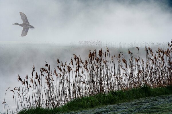 Ente im Nebel im Schilf am Fluss