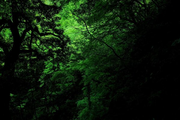 Forêt sauvage, sombre et mystérieuse