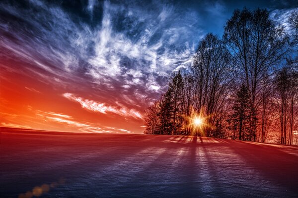 Colored dawn through tall trees