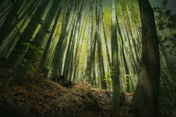 Alta Foresta verde di bambù