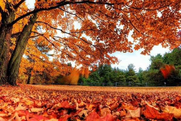 Paesaggio autunnale foglie gialle