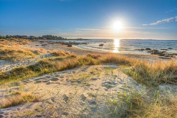 Plage de sable haute herbe