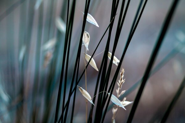 Flowers in macro photography, delicate shades