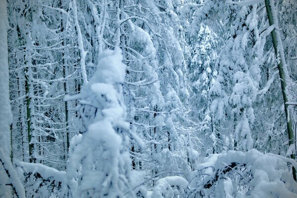 Winter hike in the Forest