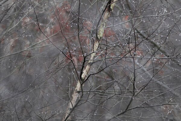 Gouttes de pluie coincées entre les branches