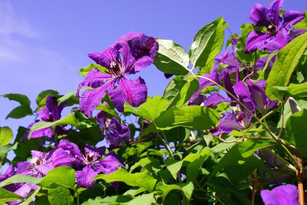 Fotoempapelado flores moradas