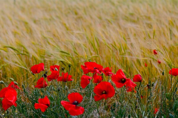 Mohn Natur Sommer Gras