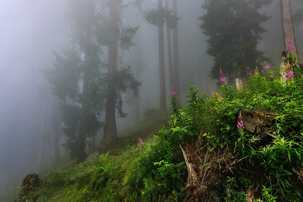 Ivan-tea in the misty forest