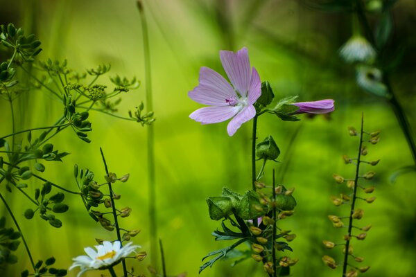 Forest flowers and herbs in macro photography