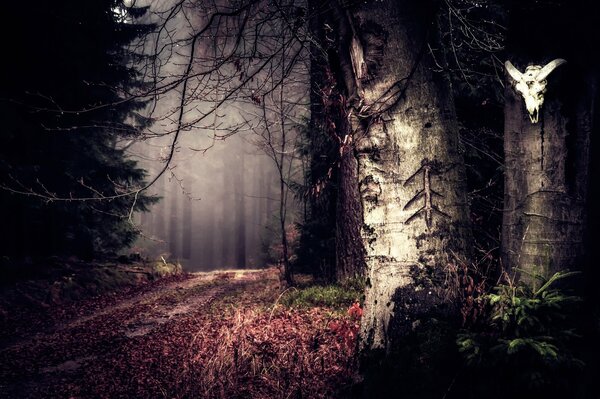 Forêt secrète avec la route dans le vide