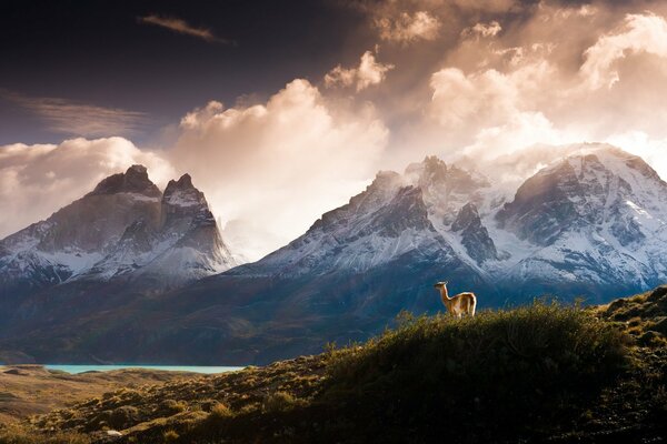 Lama auf dem Hintergrund der Berge und Steppen