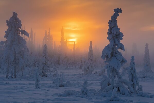 Fabulous heavily snow-covered Christmas trees against the background of a misty yellow dawn