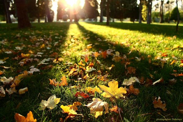 Foglie d autunno sull erba verde