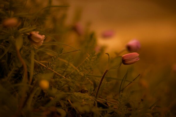 Petites fleurs délicates dans les mousses