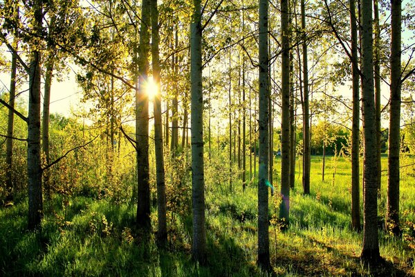 Escursione nella foresta di funghi e bacche