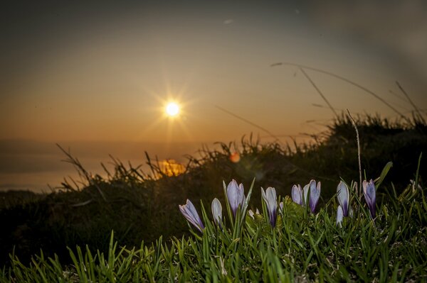 Große Blumen bei Sonnenuntergang