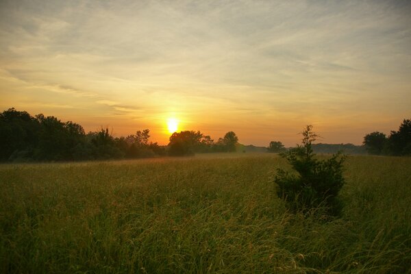 Wiese am Sonnenaufgang eines Sommertages