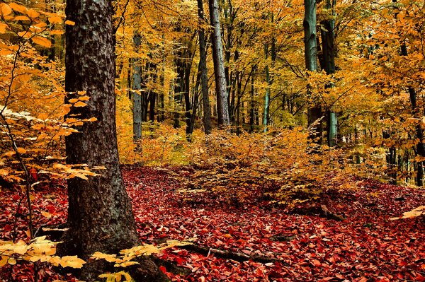 Wald mit rot-gelbem Blattteppich bedeckt