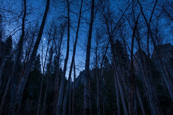 La nuit, la forêt de montagne envoûtera le paysage