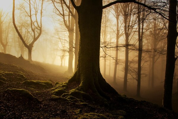 Luz a través de la Niebla en el bosque de la mañana