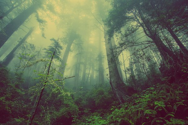 Nature forest trees pines