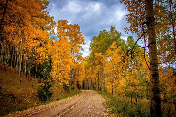 Autumn road attraverso una foresta luminosa