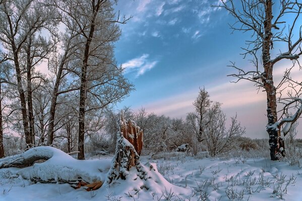 Nature de l hiver, forêt de conte de fées