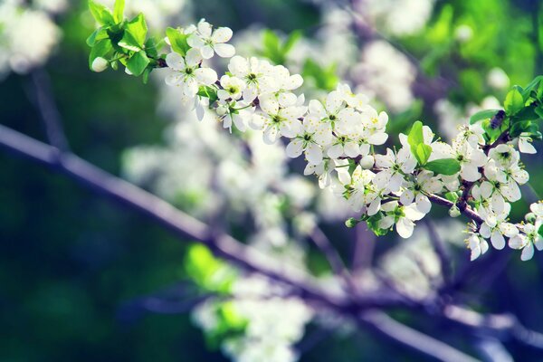 Au printemps, les fleurs s épanouissent sur les arbres