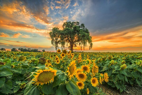 Campo di girasoli sullo sfondo del tramonto