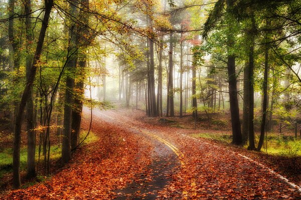 Asphalt road in the autumn forest