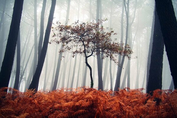 Landscape of a foggy , autumn forest