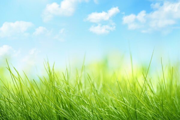 Nature with clouds and grass . Sky and grass 