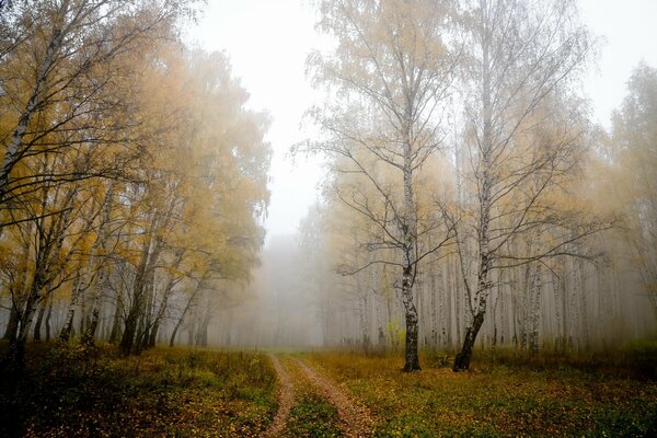 Naturaleza otoñal. Bosque. Sendero