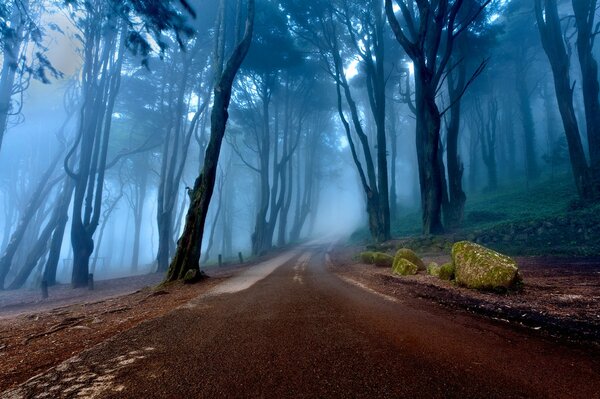 Portugal bosque de niebla con carretera