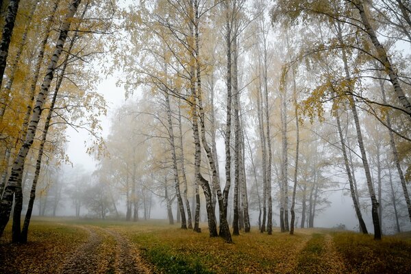 Niebla entre los árboles de otoño