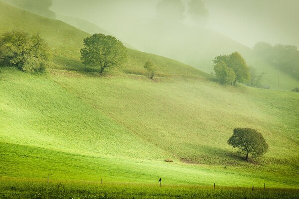 Morning haze enveloped the green slopes