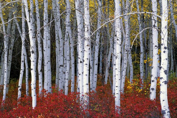 Colorful trees in the autumn forest