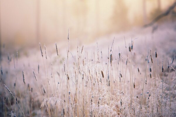 Herbe éclairée par le soleil et recouverte de givre