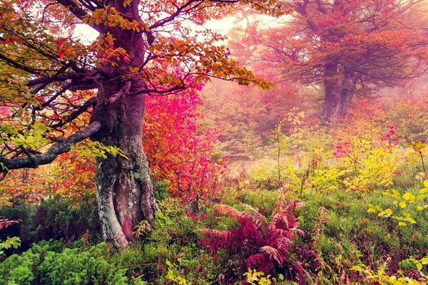 Autumn landscape in the forest with leaves