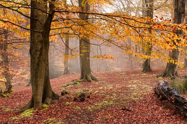 Arbres jaunes dans la forêt